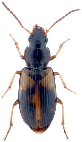 Réf. 357 476 : Acupalpus sp.